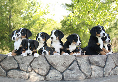 Entlebucher sennenhund