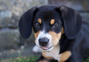 Entlebucher zennenenhund