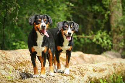 Adorable Entlebucher Zennenhunds