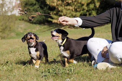 Entlebucher zennenhund puppies