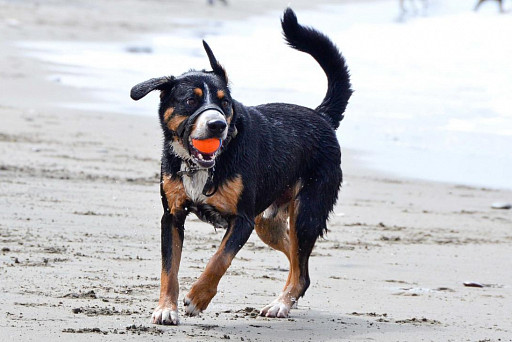 Entlebucher zennenenhund