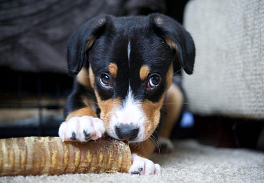 Entlebucher sennenhund