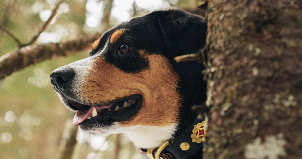 Entlebucher zennenhund muzzle