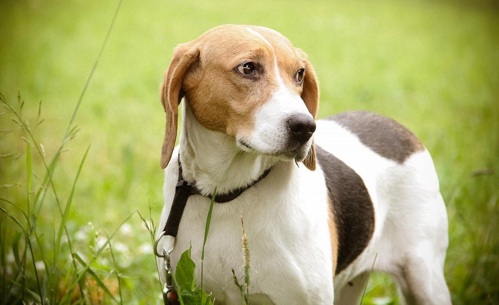 Estonian Hound