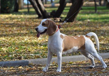 Estonian Hound