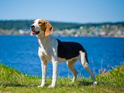 Estonian Hound