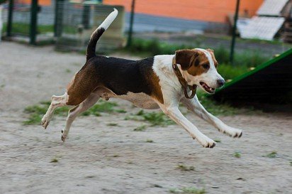 Running Estonian Hound