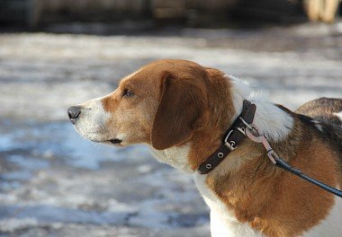 Estonian Hound