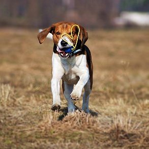 Estonian Hound