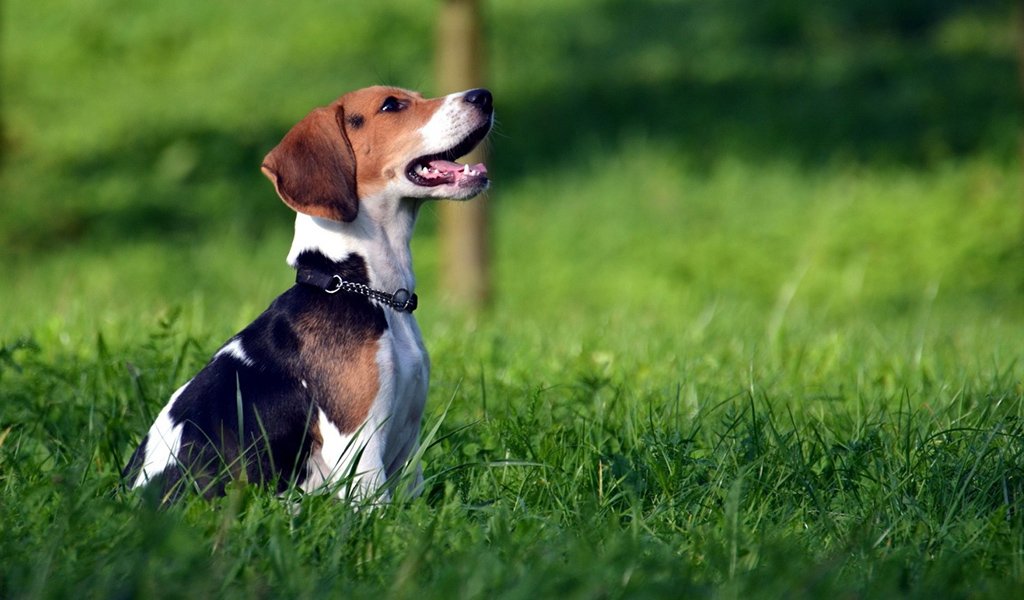 Estonian Hound