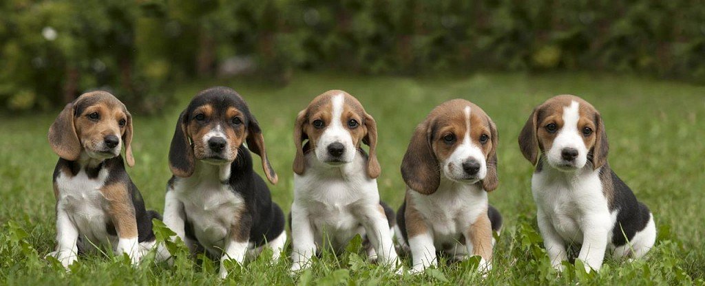 Photo of Estonian Hound Puppies