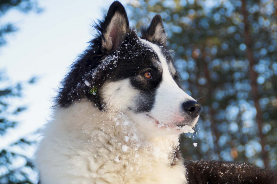 Yakutian husky