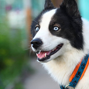 Yakutian husky