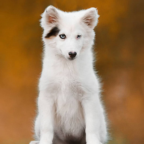 Yakutian husky