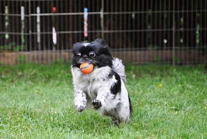 Japanese Hin playing with a ball