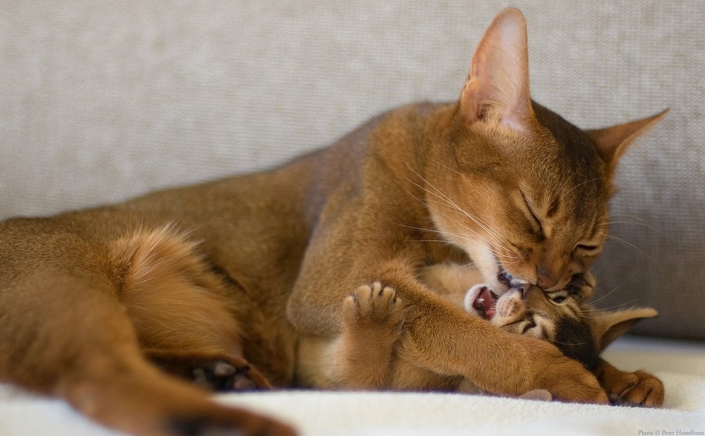 Mommy cat with kitten