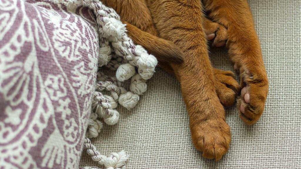 Paws of an Abyssinian cat