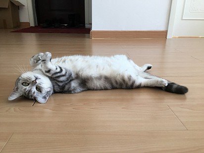 The American Shorthair cat is not raring to go for a walk, but if the owner does decide to allow them a free walk, they can easily fetch a mouse - the hunter's instinct is triggered. 