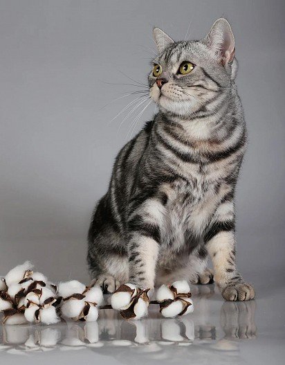 American shorthair cats show a significant difference between male and female individuals: males are noticeably more massive than their female friends