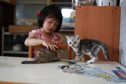 Girl playing with American Shorthair kittens