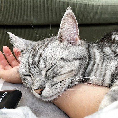 American Shorthair cat with owner