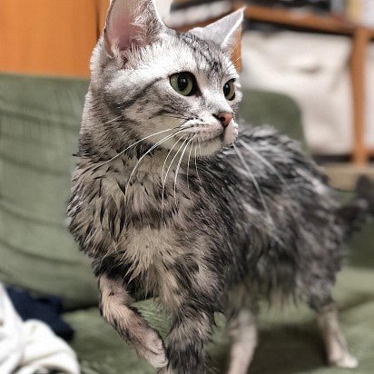 The American Shorthair has absolutely no fear of water, on the contrary, loves to bathe, in addition, it swims perfectly. This applies not only to adults, but also to teenagers and very young kittens. 