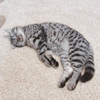 American Shorthair cats are very fond of lying down and sleeping, that is, they are quite lazy