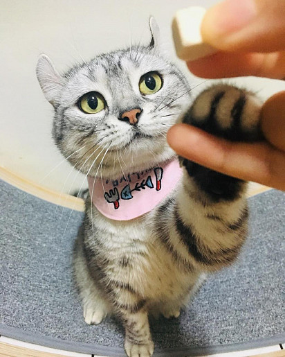 Give me a paw! 