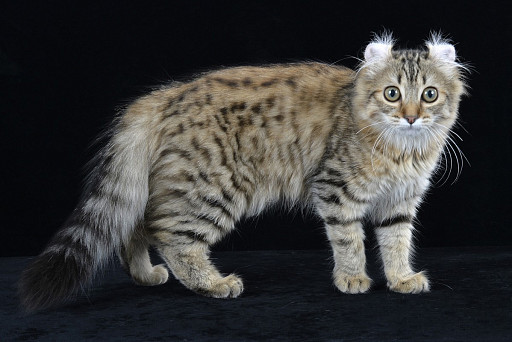 Long-haired American Curl