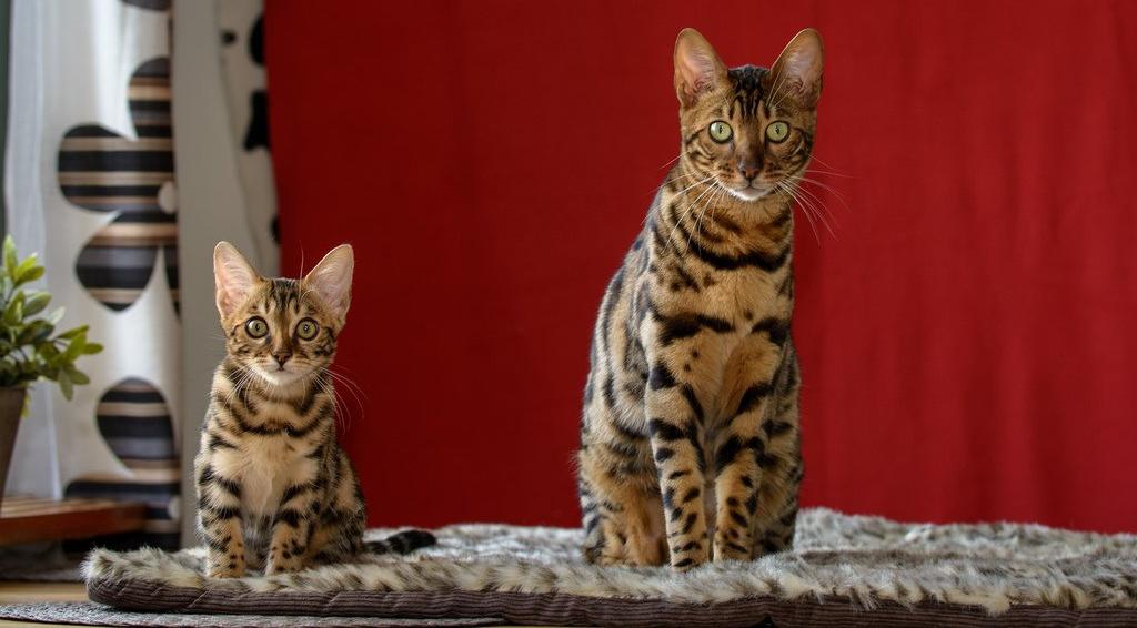 Adult Bengal cat with kitten