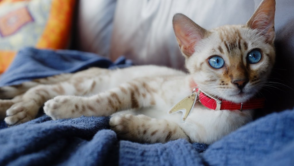 Bengal with blue eyes