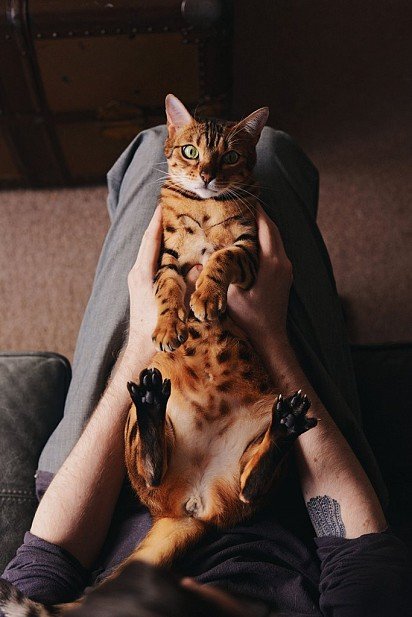 Bengal cat on its owner's lap