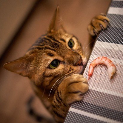 Mmm. . shrimp