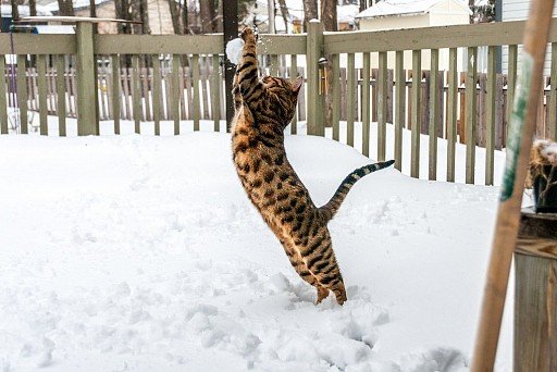 Bengal cat playing with snow