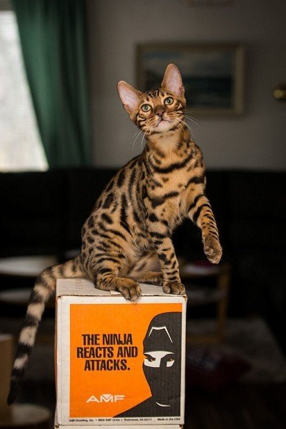 Bengal on box