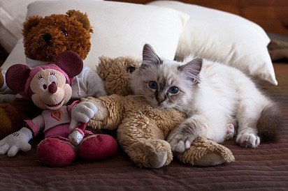 Burmese kitten with toys