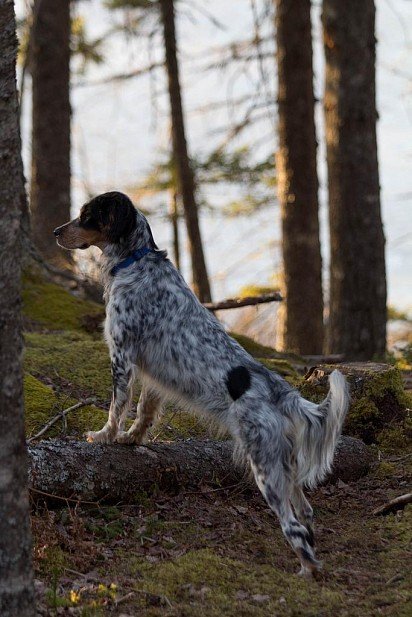 English Setter in the woods