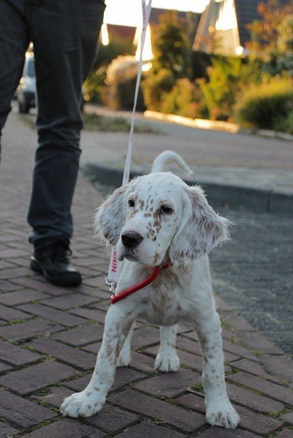 English Setter puppy on leash
