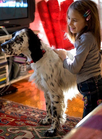 English Setter with child