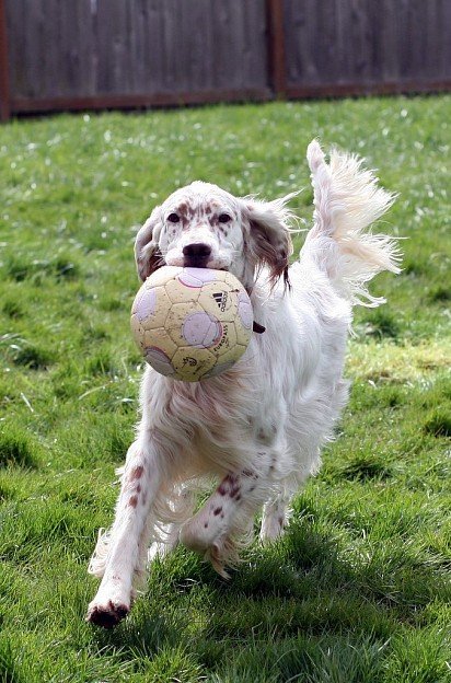English Setter plays with ball