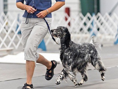 English Setter on a jog with owner