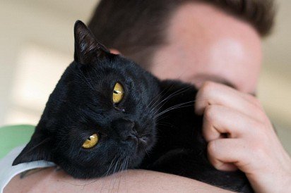 Bombay cat with human
