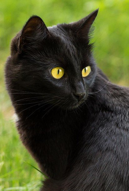 Muzzle of the Bombay Cat