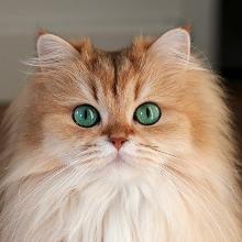 British longhair cat