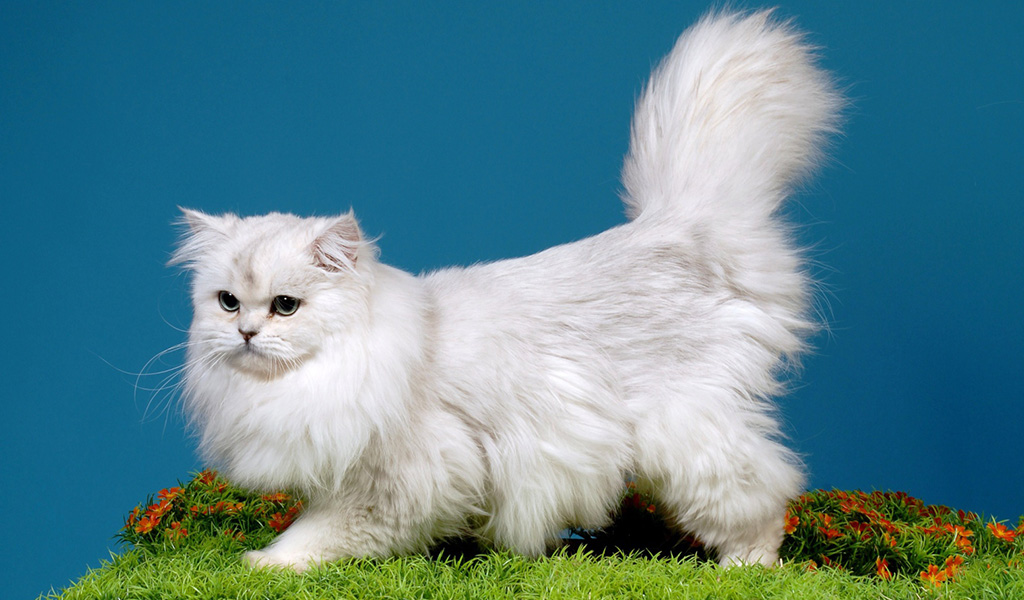 British Long-Haired Cat