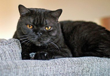 Black British cat