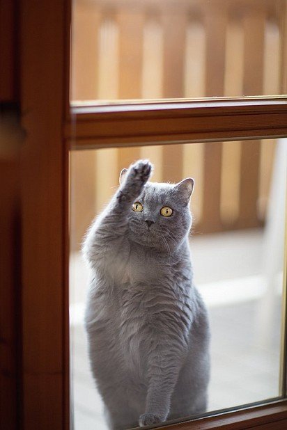 Let me in! 