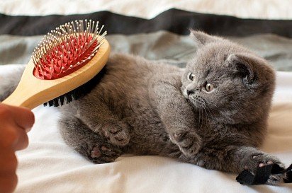 Combing out a British kitten