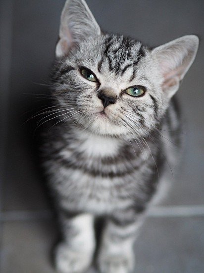 British marble colored kitten