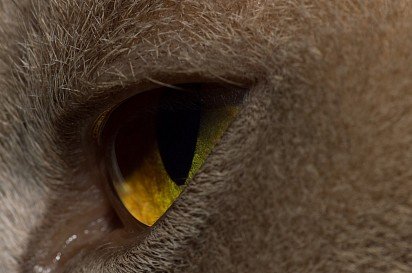Burmese cat eye